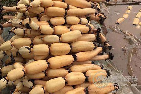 為什么處暑吃蓮藕?處暑吃蓮藕功效有哪些?