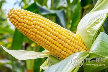 處暑吃哪些蔬菜好?處暑有哪些蔬菜有健脾胃的功效?