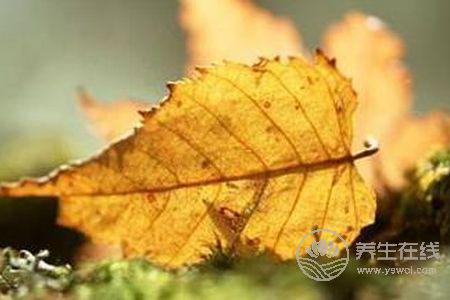 處暑如何防秋燥?處暑防秋燥食物有哪些?