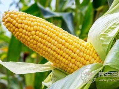 處暑吃哪些蔬菜好?處暑有哪些蔬菜有健脾胃的功效?