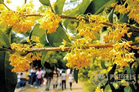 中秋節習俗有哪些?中秋節的由來是什么?