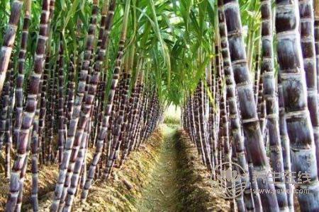 秋分吃什么傳統食物?秋分養生的注意事項有哪些?