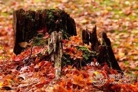 節(jié)氣里的秋分是什么意思?秋分節(jié)氣的習(xí)俗有哪些?