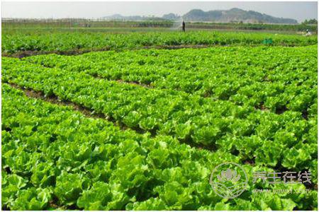 秋季養肺喝什么?秋季養肺的按摩手法有哪些?