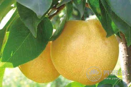 秋季兒童清肺吃什么?秋季兒童清肺食譜有哪些?