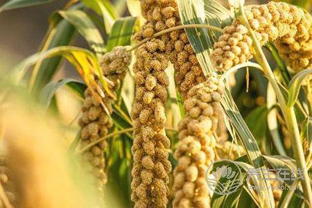 秋季胃口不好吃什么呢?秋季胃口不好的原因是什么?-易網健康<a href=http://www.xllyou.com/jkys/ target=_blank class=infotextkey>養生</a>網 秋季胃口不好吃什么呢?秋季胃口不好的原因是什么?