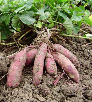 秋分進補離不開四大“寶”