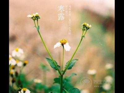 寒露養生 滋陰潤肺去秋燥