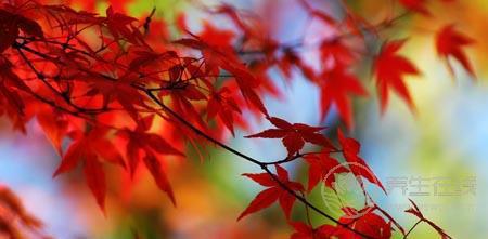 秋分談養(yǎng)生 如何度過“多事之秋”-易網(wǎng)健康養(yǎng)生網(wǎng) 秋分談養(yǎng)生 如何度過“多事之秋”