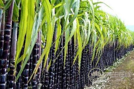 寒露養(yǎng)生的注意事項有哪些?寒露養(yǎng)生食譜有哪些?