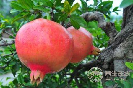 寒露有那些水果成熟?寒露節氣的食療食譜有哪些?-易網健康養生網 寒露有那些水果成熟?寒露節氣的食療食譜有哪些?