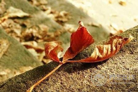 寒露節氣預防哪些疾病?寒露節氣預防疾病方法是什么?-易網健康養生網 寒露節氣預防哪些疾病?寒露節氣預防疾病方法是什么?