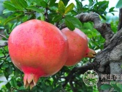 寒露有那些水果成熟?寒露節氣的食療食譜有哪些?