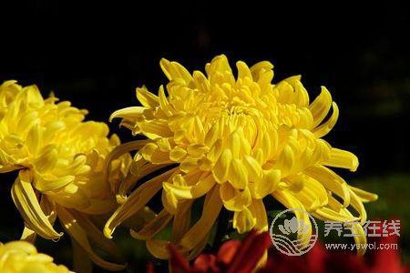 霜降的民俗活動(dòng)有哪些?霜降是第幾個(gè)節(jié)氣?