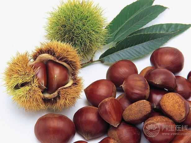 秋冬換季之時食用栗子進補尤為適宜