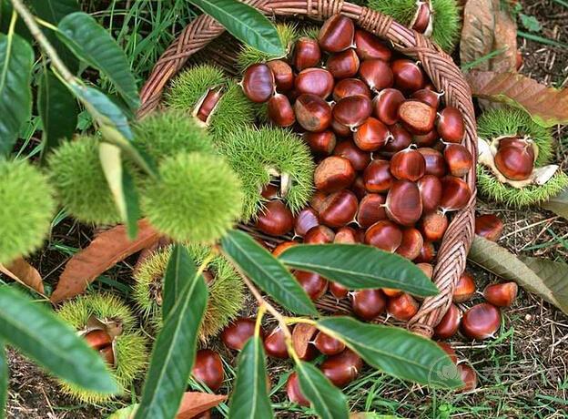 秋冬換季之時食用栗子進補尤為適宜