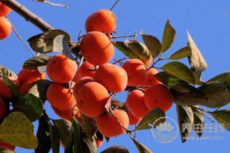 霜降的時(shí)候吃什么?霜降飲食原則是什么?