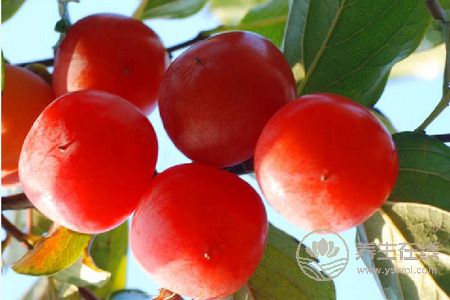 霜降養(yǎng)生吃柿子好嗎?霜降養(yǎng)生吃柿子的好處是什么?