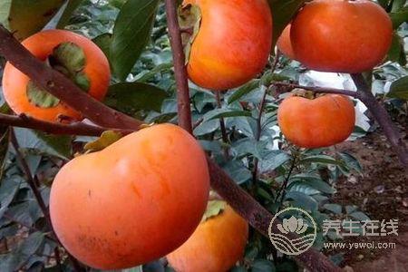 霜降養生食物有哪些?霜降節氣吃柿子和栗子好處是什么?-易網<a href=http://www.xllyou.com/ target=_blank class=infotextkey>健康養生</a>網 霜降養生食物有哪些?霜降節氣吃柿子和栗子好處是什么?