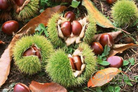 霜降養(yǎng)生吃板栗好嗎?霜降吃板栗的功效是什么?-易網(wǎng)<a href=http://www.xllyou.com/ target=_blank class=infotextkey>健康養(yǎng)生</a>網(wǎng) 霜降養(yǎng)生吃板栗好嗎?霜降吃板栗的功效是什么?