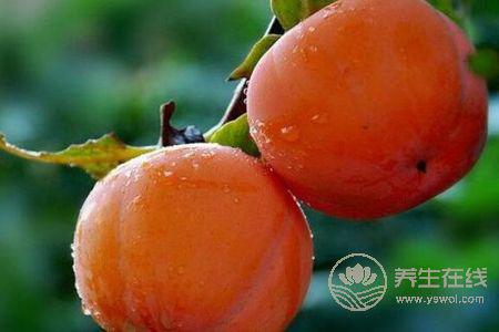 霜降養(yǎng)生吃柿子好嗎?霜降養(yǎng)生吃柿子的好處是什么?