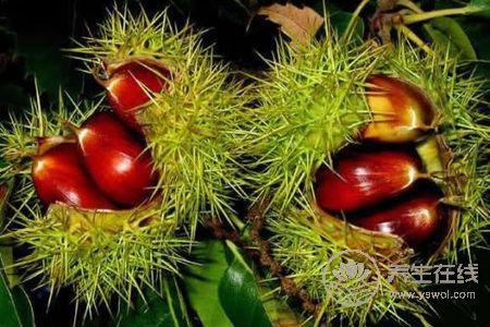 霜降養(yǎng)生吃板栗好嗎?霜降吃板栗的功效是什么?-易網(wǎng)健康養(yǎng)生網(wǎng) 霜降養(yǎng)生吃板栗好嗎?霜降吃板栗的功效是什么?