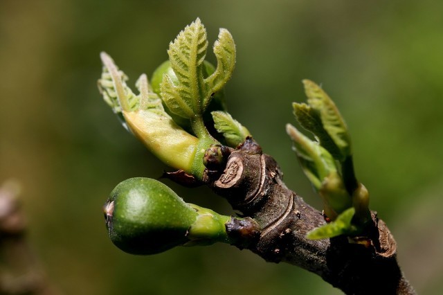 春季怎么樣抗過敏，這里教你怎么做