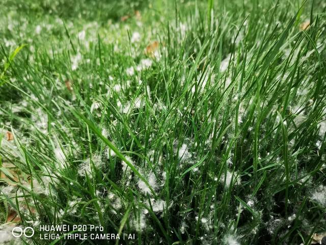 楊花和柳絮有什么區別，外觀相似并不代表本質一樣