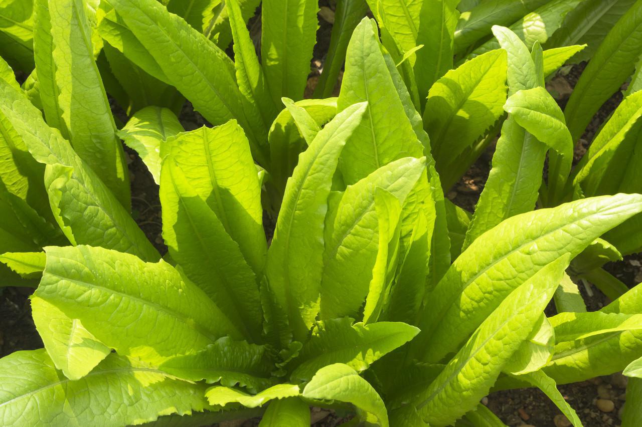 春天對咽喉好的食物，抓緊時間補充營養