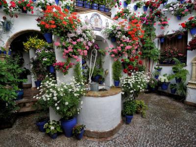 花粉過敏送什么花合適，教你送什么