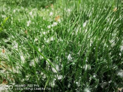 楊花和柳絮有什么區別，外觀相似并不代表本質一樣