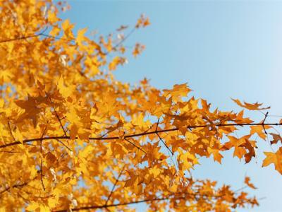 秋天手腳冰涼怎么緩解?手腳冰涼吃什么好?