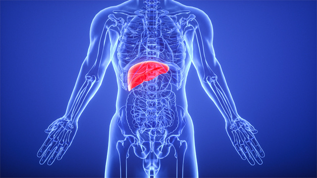 草木復蘇的春季，養肝要認準時間