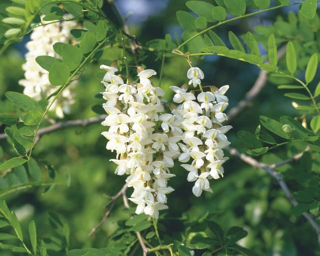 留住春天的味道——凍槐花餃子餡怎么做更美味？