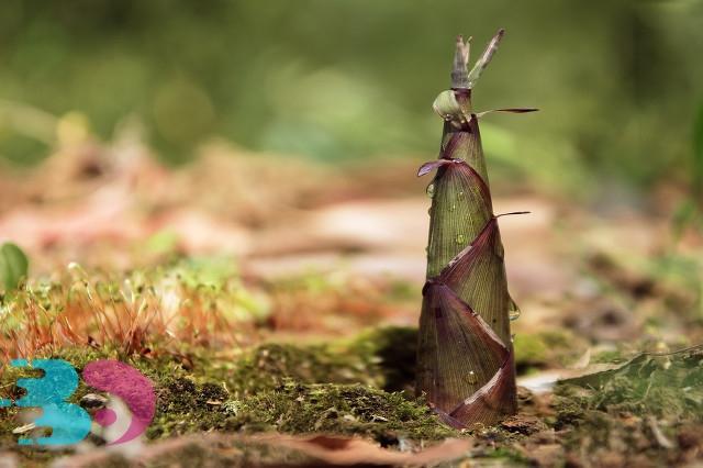 適合春天吃的菜有哪些，常吃祛病強(qiáng)身，延緩衰老!
