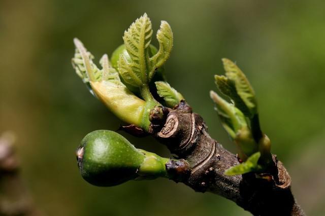 春節臉部過敏怎么辦，這里幫你支招