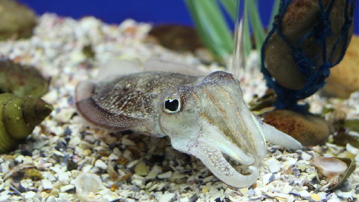 夏天祛濕養胃吃什么好 夏天養胃推薦3款祛濕養胃美味-易網<a href=http://www.xllyou.com/ target=_blank class=infotextkey>健康養生</a>網 夏天祛濕養胃吃什么好 夏天養胃推薦3款祛濕養胃美味