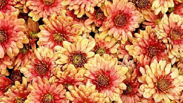 吃什么藥養胃不傷胃? 5種藥材養胃效果非常好-易網健康<a href=http://www.xllyou.com/jkys/ target=_blank class=infotextkey>養生</a>網 吃什么藥養胃不傷胃? 5種藥材養胃效果非常好