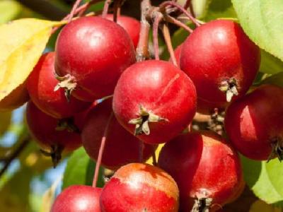 準(zhǔn)媽媽上火了該怎么辦 準(zhǔn)媽上火飲食調(diào)理方案介紹