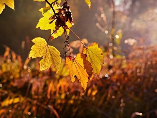 重陽節養生全攻略 中老年人一定要看