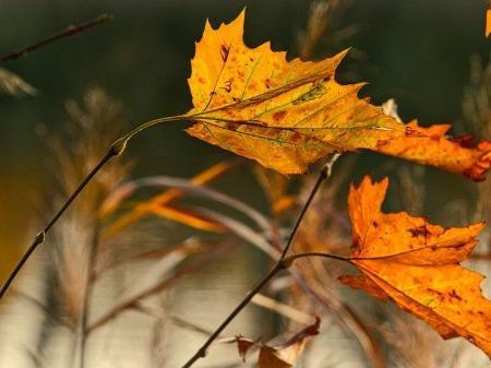 <a href=http://www.xllyou.com/tags-秋季養(yǎng)生.html target=_blank class=infotextkey>秋季養(yǎng)生</a>指南：霜降養(yǎng)生 重在避寒