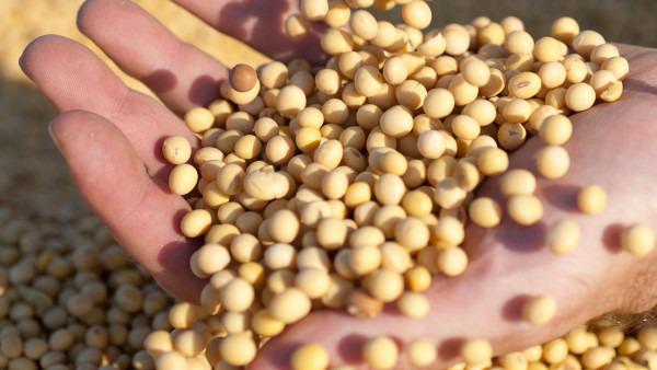 素食者冬天吃什么？多吃豆類