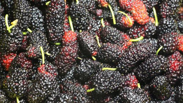 冬季吃什么補腎壯陽？必備食物吃這些