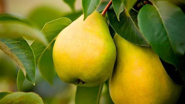 冬天吃養(yǎng)生水果 去火去燥抗氧化