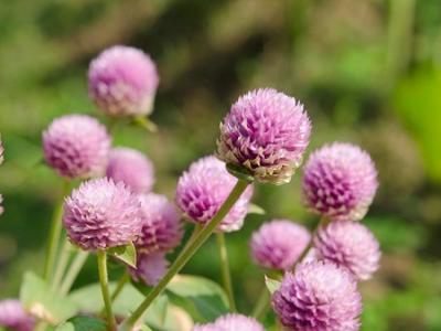 今日白露  秋天要來(lái)了