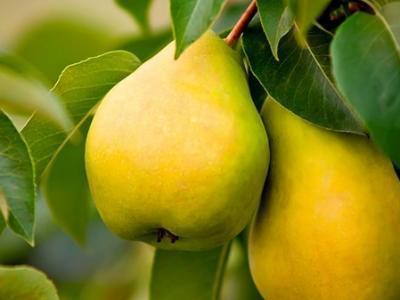 冬天吃養(yǎng)生水果 去火去燥抗氧化