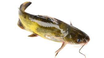 冬季吃什么海魚好？5魚可吃