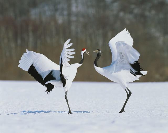宮斗劇中的鶴頂紅真實存在嗎?它的毒性究竟如何-易網健康養生網 宮斗劇中的鶴頂紅真實存在嗎?它的毒性究竟如何