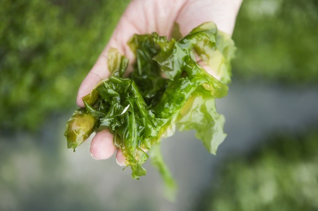 夏天溫補的食物,具體有哪些?-易網<a href=http://www.xllyou.com/ target=_blank class=infotextkey>健康養生</a>網 夏天溫補的食物,具體有哪些?