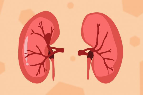 冬季怎么養(yǎng)腎補(bǔ)腎